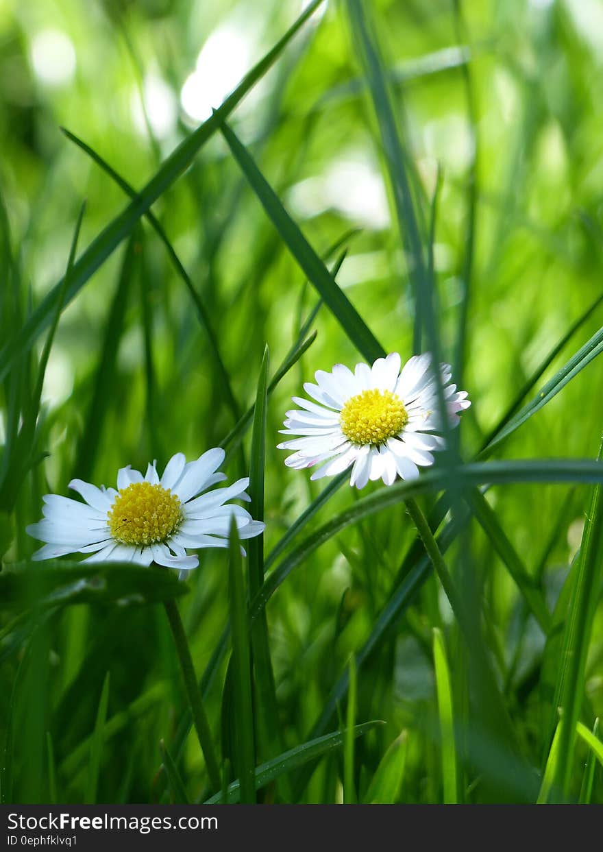 Yellow and White Flower Surrounded by Green Grass