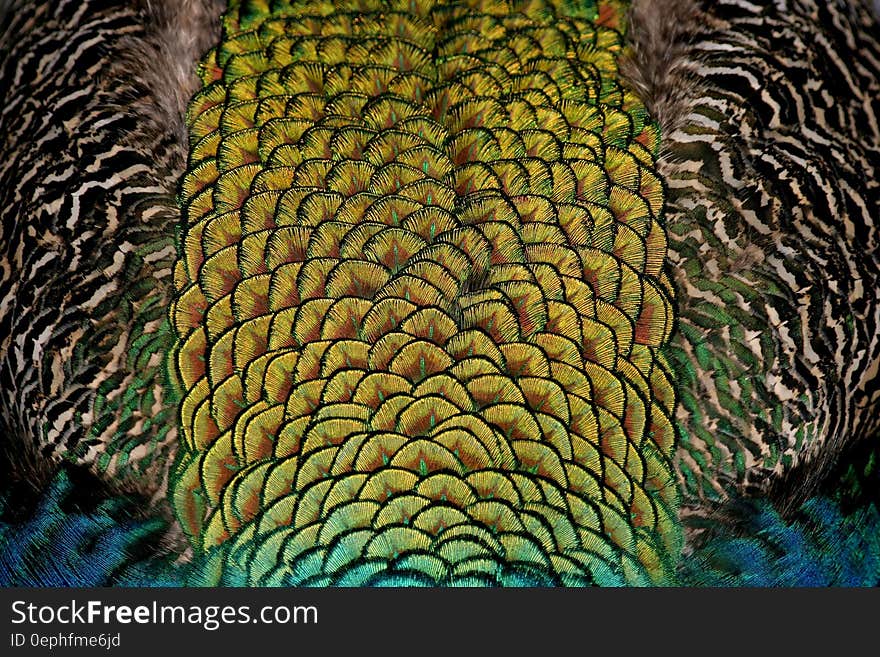 Close up of iridescent feathers on peacock. Close up of iridescent feathers on peacock.