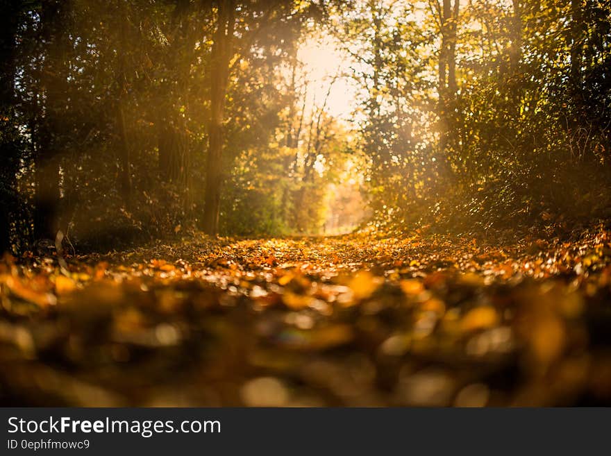 Close up of dry leaves on sunlit path through forest.