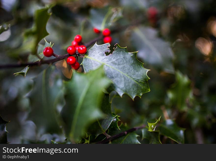 Green Leaf Plant