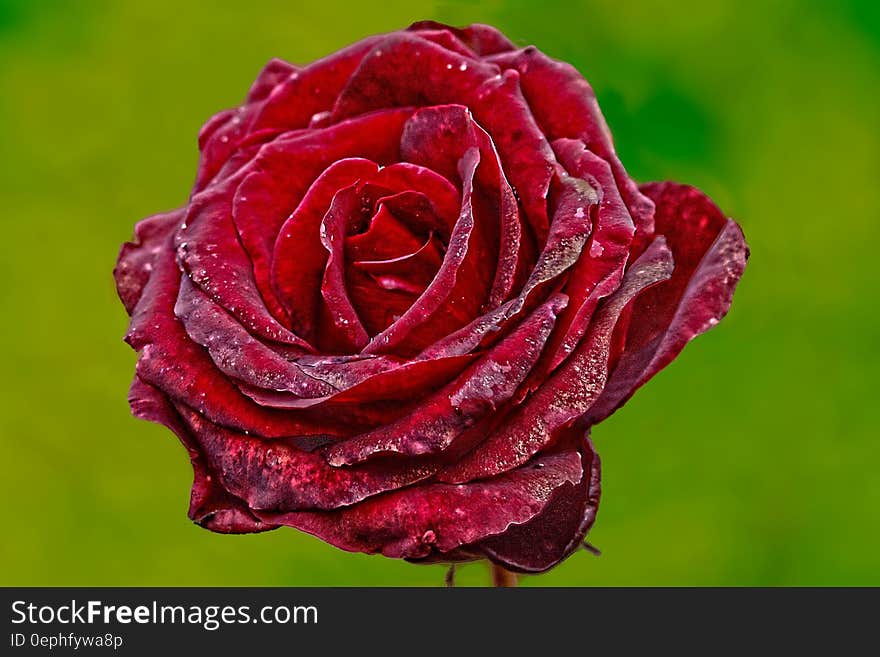 Red Rose With Green Background