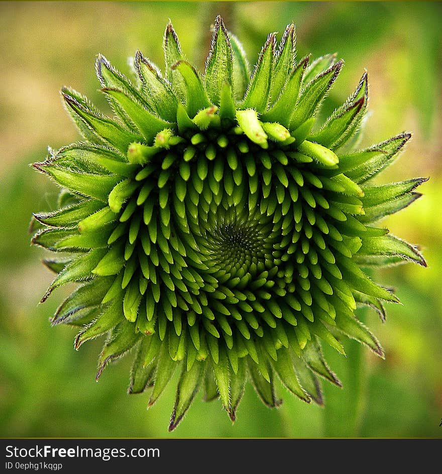 A close up shot of a green echinacea flower.