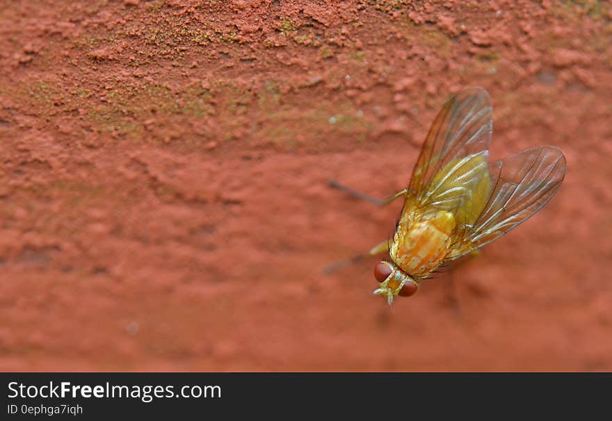 A close up of a fly standing on the ground. A close up of a fly standing on the ground.