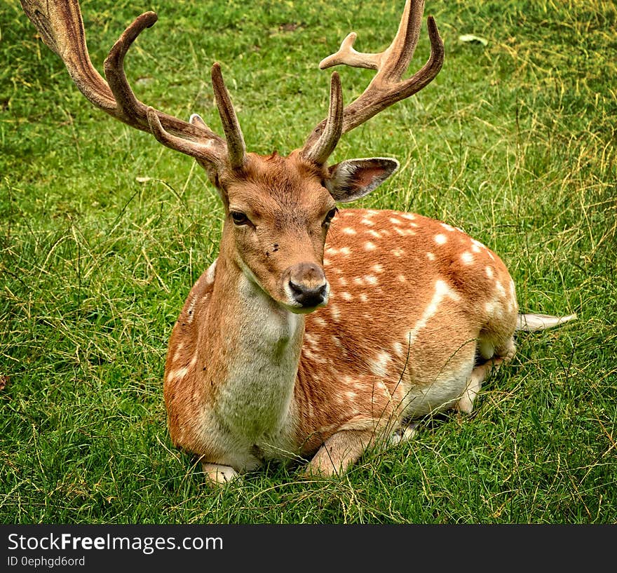 Elk Lying on Green Grasses