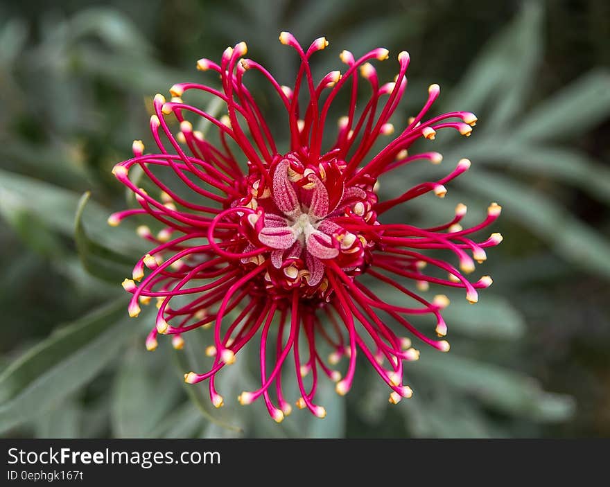 Red Flower