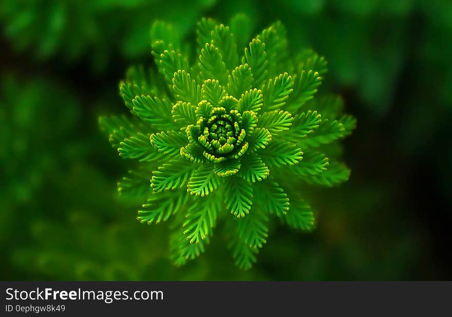 A close up shot of a green flower like plant.