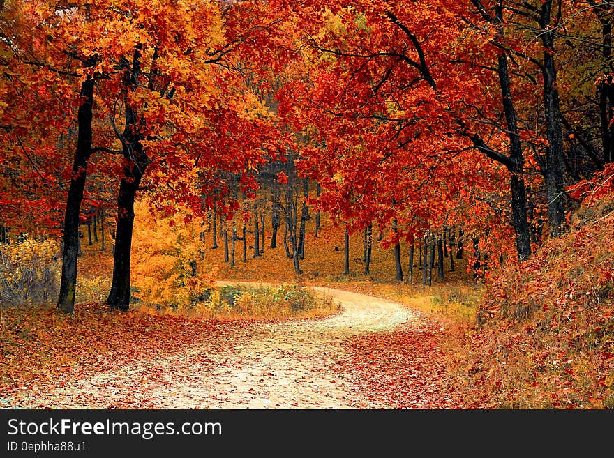 Red Leaf Tress Near the Road