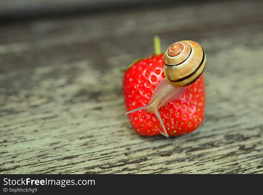 Brown Snail Perched on Strawberry Fruit