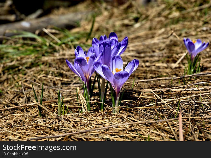 Purple Petaled Flower on Brown Hay