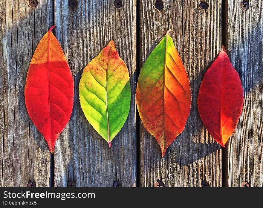 Autumn leaves on a wood background in the sun.