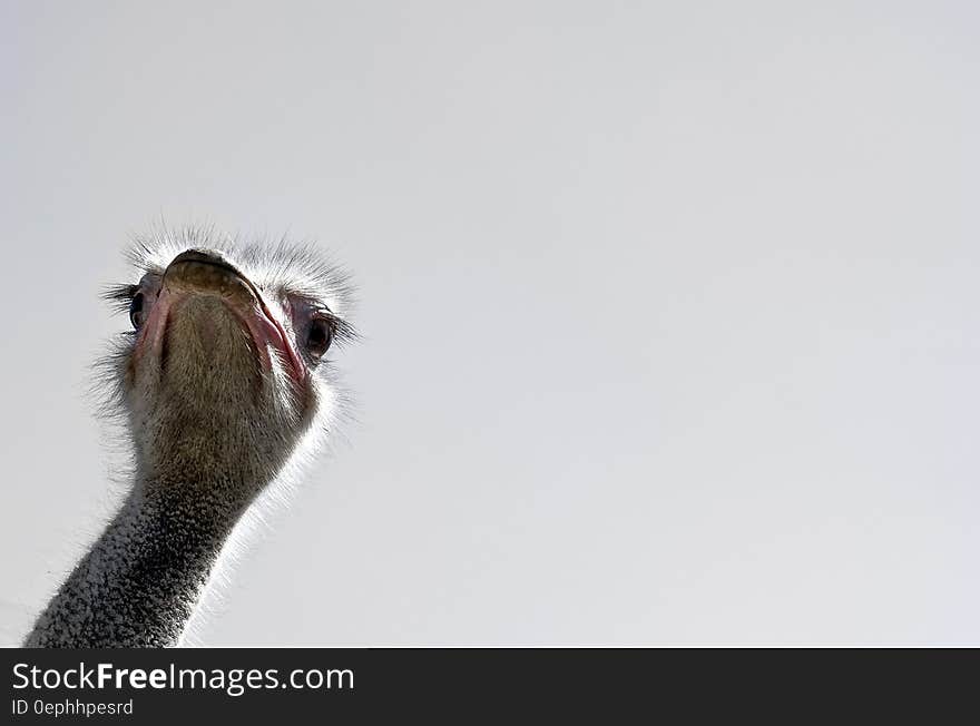 A portrait of an ostrich against the sky.