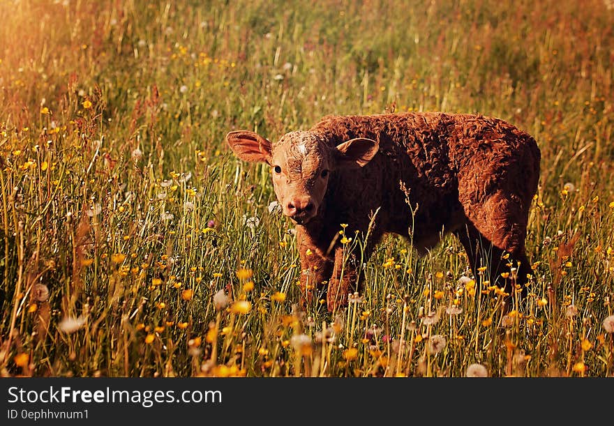 Small calf standing in wildflowers in field on sunny day. Small calf standing in wildflowers in field on sunny day.