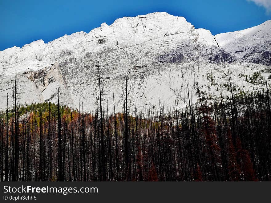 Trees Near Snow Covered Mountain during Daytime