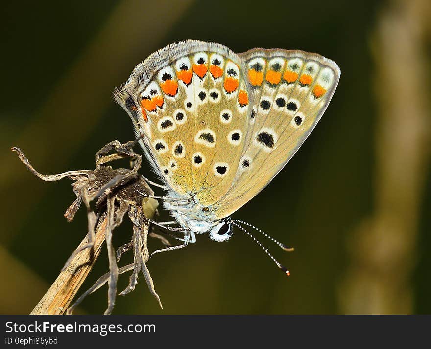 A close up of a butterfly on a stick. A close up of a butterfly on a stick.