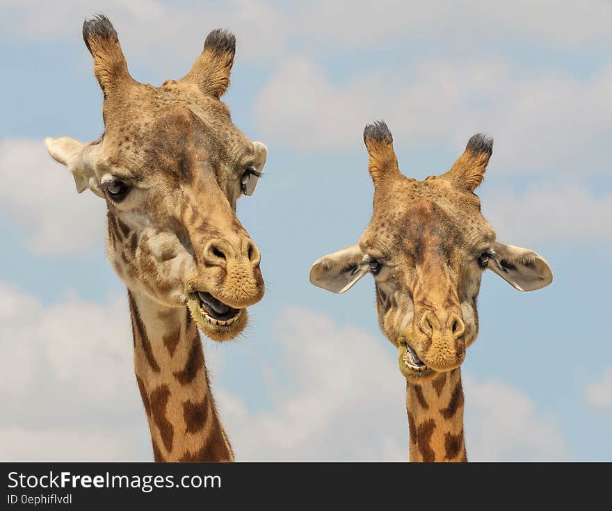 A pair of giraffes against the blue sky.