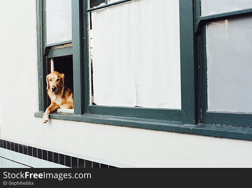 A dog sitting at a window. A dog sitting at a window.