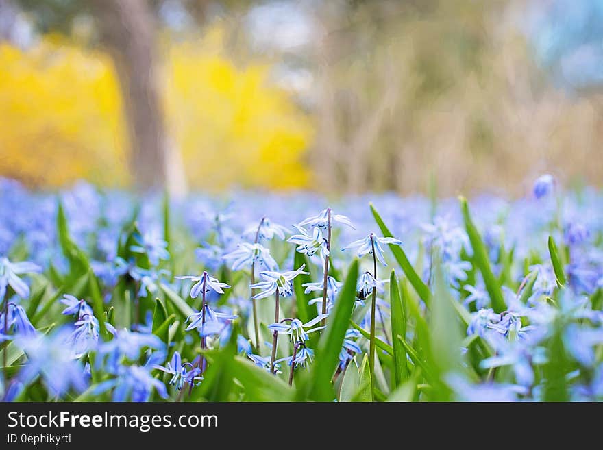 Selective Focus of Lavender Petal Flowers