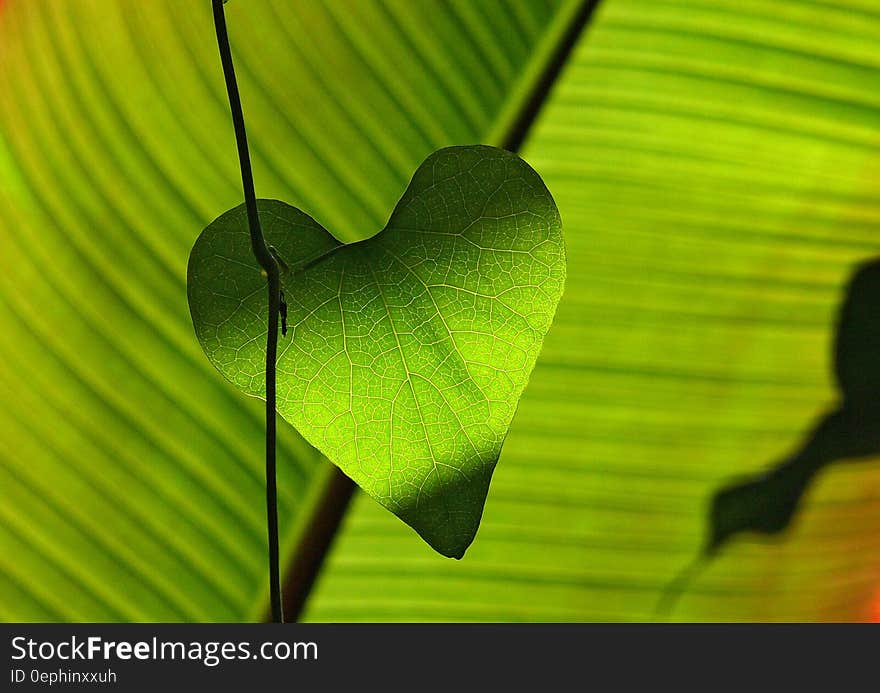 Green Heart Shape Leaf