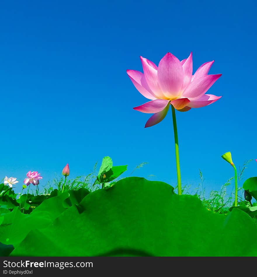 Pink Flower Near Green Leaves during Daytime