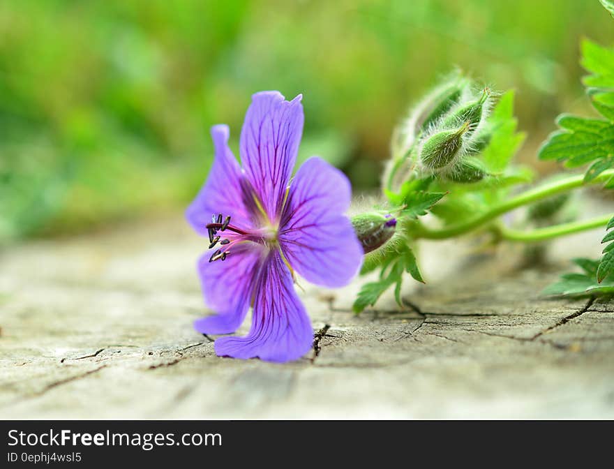 Purple Petal Flower Plant in Macro Photo