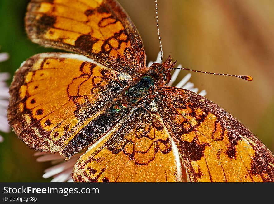 Brown Black and Yellow Butterfly on White Flower