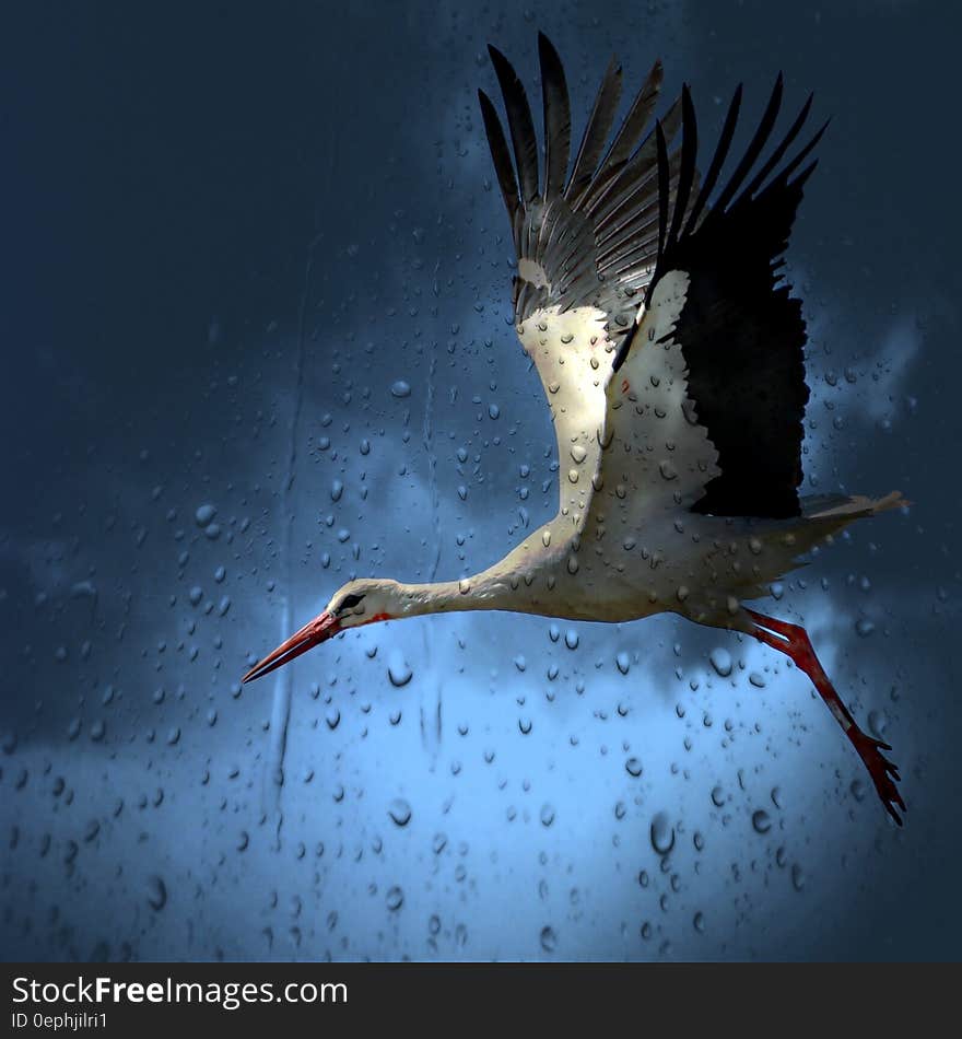 White and Black Bird Flying Under Dark Rainy Sky