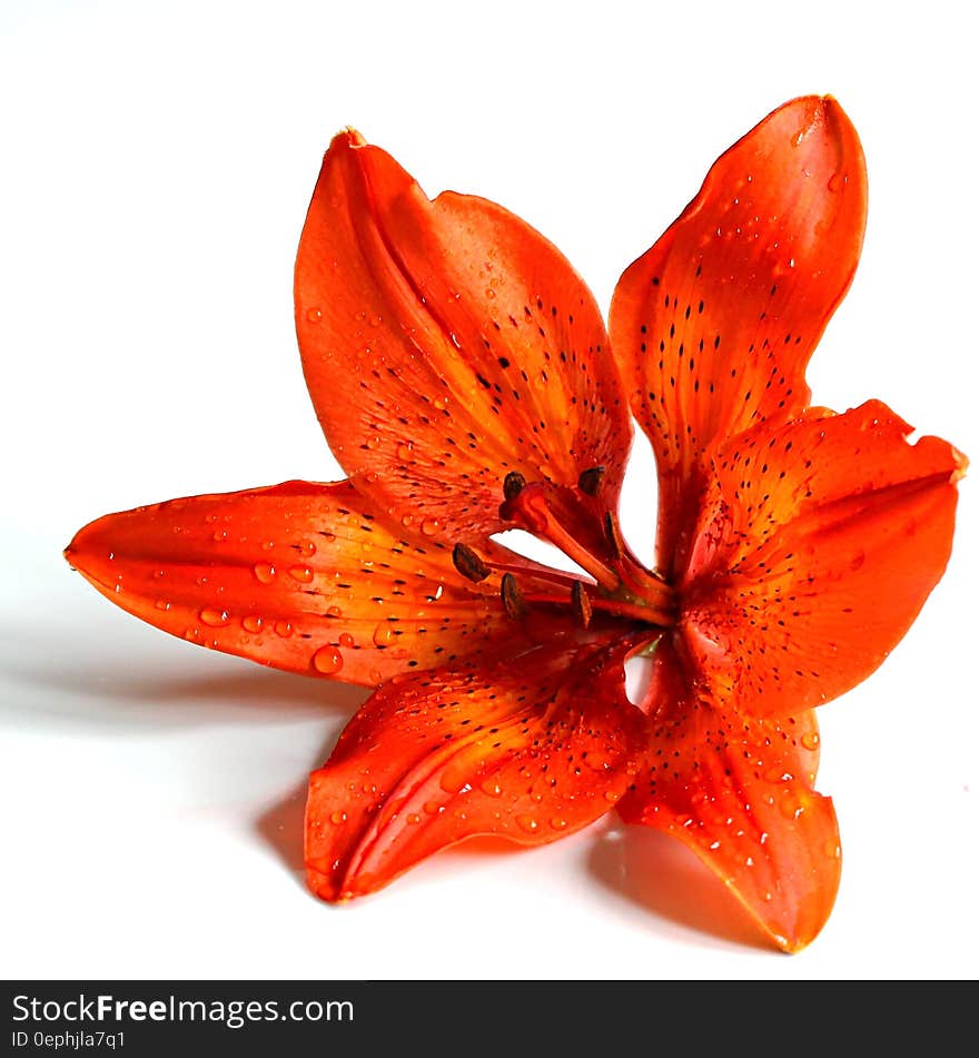 Close up of orange lily blossom on white.