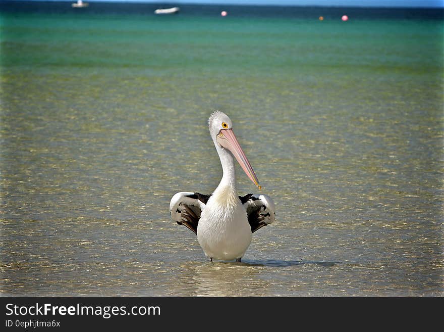 Pelican standing on seashore on sunny day. Pelican standing on seashore on sunny day.