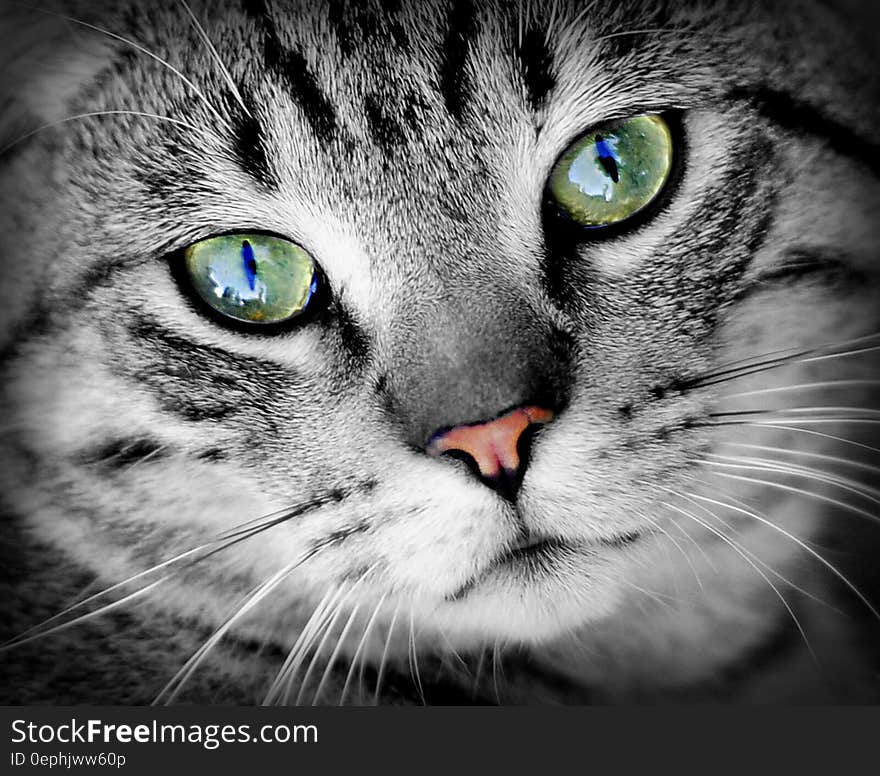 Close up of grey domestic cat face with green eyes and pink nose. Close up of grey domestic cat face with green eyes and pink nose.