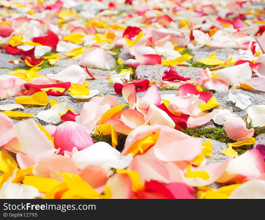 Close up of rose petals on garden paving stones in green grass after wedding ceremony. Close up of rose petals on garden paving stones in green grass after wedding ceremony.