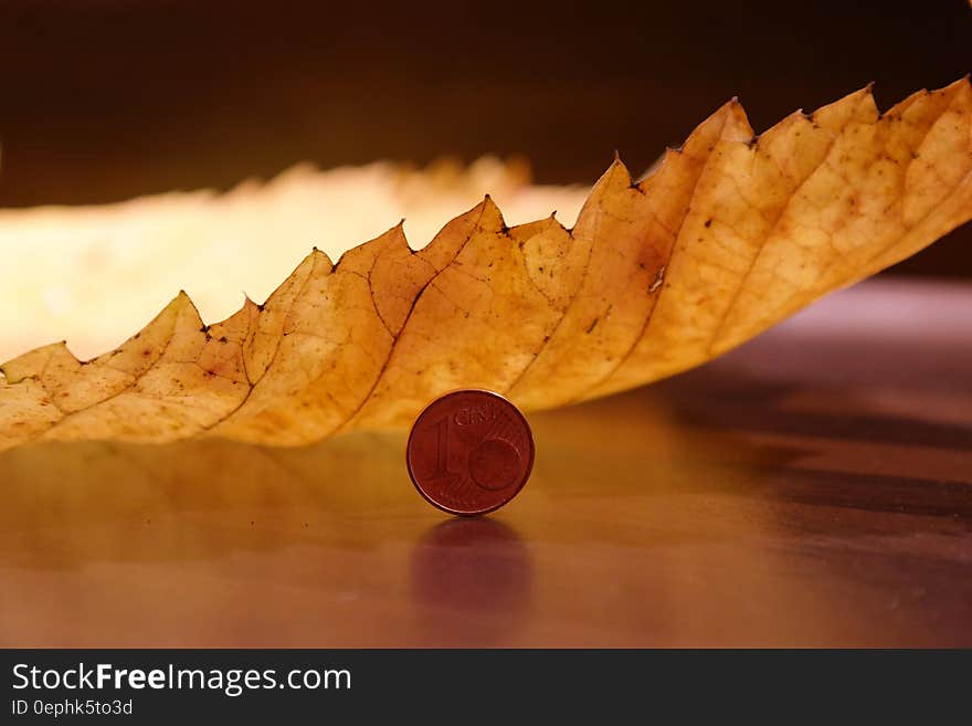 Round Coin Beside Yellow Leaf