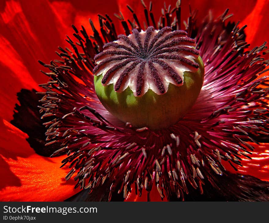 Macro close up of stamen and petals on red poppy flower. Macro close up of stamen and petals on red poppy flower.