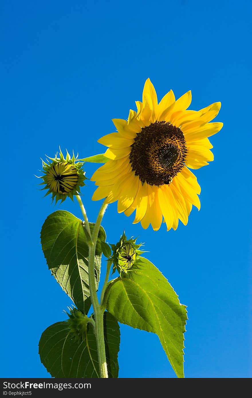 Sunflower Under Blue Sky during Daytime