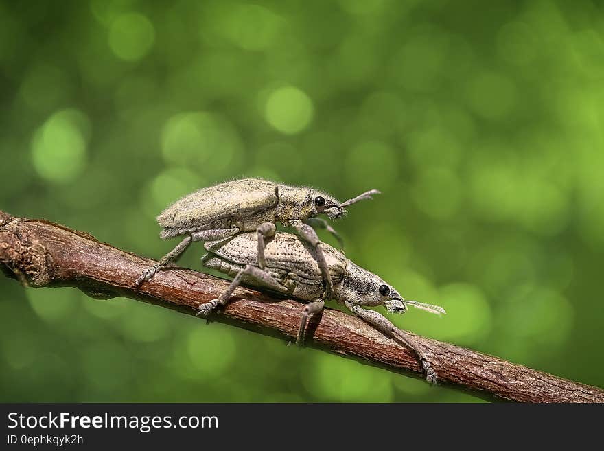 Mating silver beetles on branch in sunny garden. Mating silver beetles on branch in sunny garden.