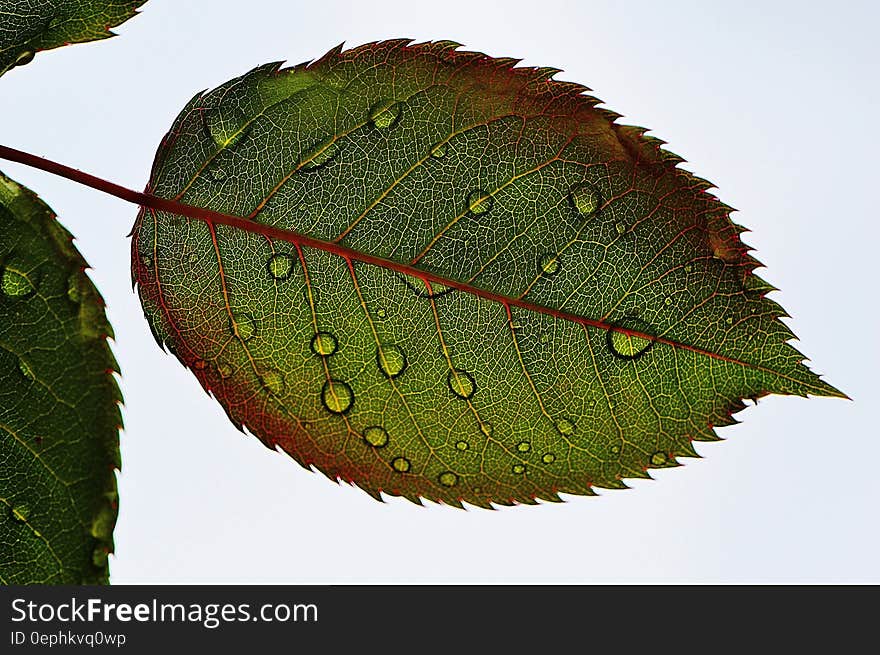 Closeup of green rose leaf with dew drops upon it, great detail of veins and cell structure shown by back-lighting, white background. Closeup of green rose leaf with dew drops upon it, great detail of veins and cell structure shown by back-lighting, white background.