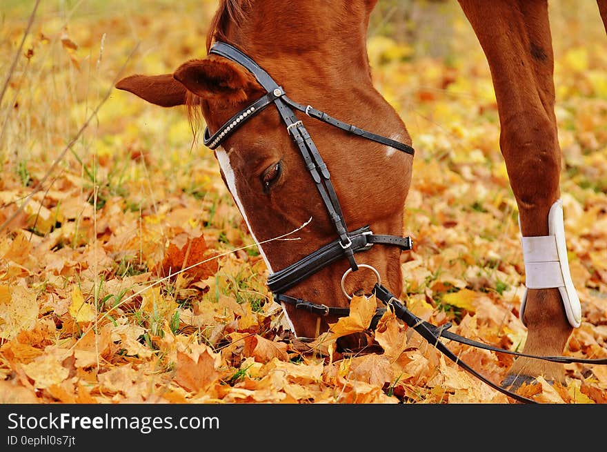 Brown Horse Eating