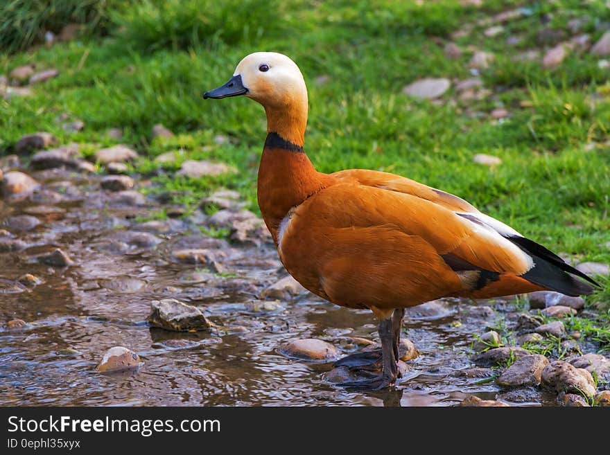 Portrait of a chocolate and white duck, (Ruddy Shelduck) with black beak standing in stony edge of a lake looking for food, green grassy background. Portrait of a chocolate and white duck, (Ruddy Shelduck) with black beak standing in stony edge of a lake looking for food, green grassy background.