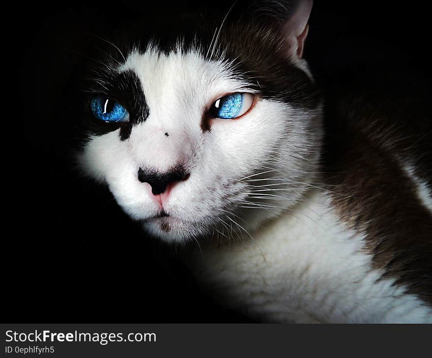 White and Black Short Fur Cat