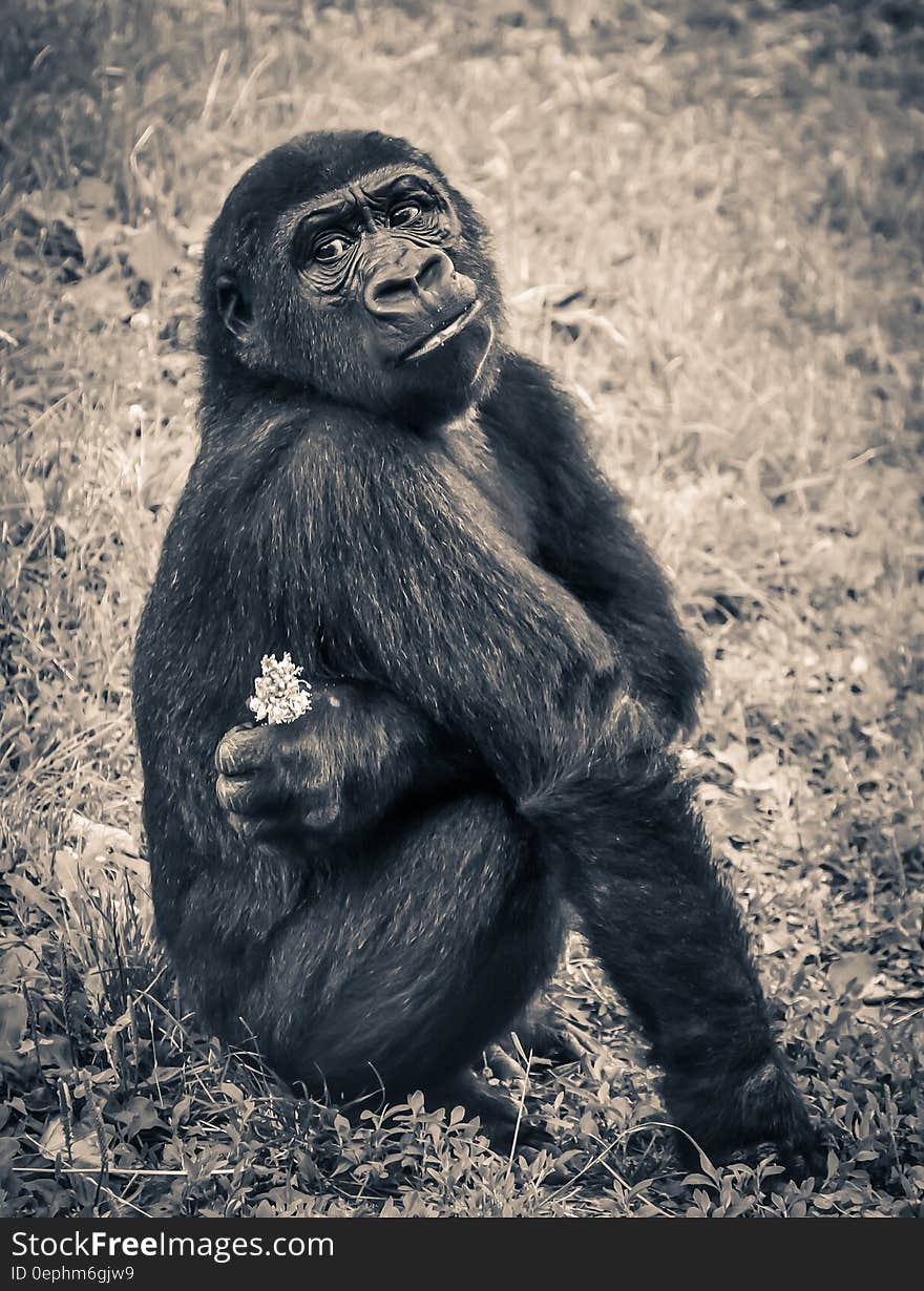 Monkey Holding White Petal Flower Sitting on Grassy Field in Sepia Tone Photography