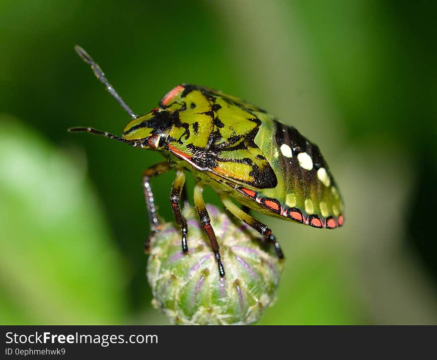 Green and Black Shield Bug