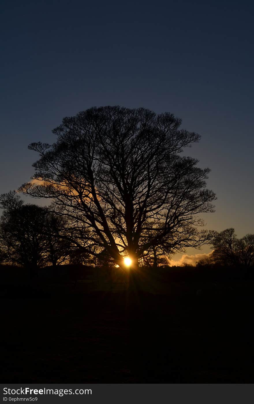 Silhouette of tree against blue skies at sunset. Silhouette of tree against blue skies at sunset.