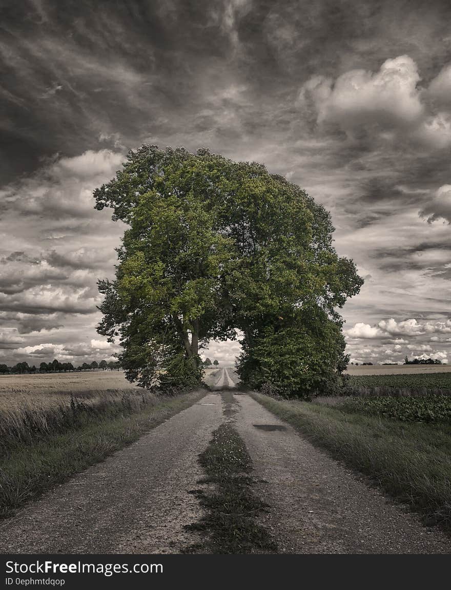 Big Oak Tree in a Rice Field Greyscale Photography