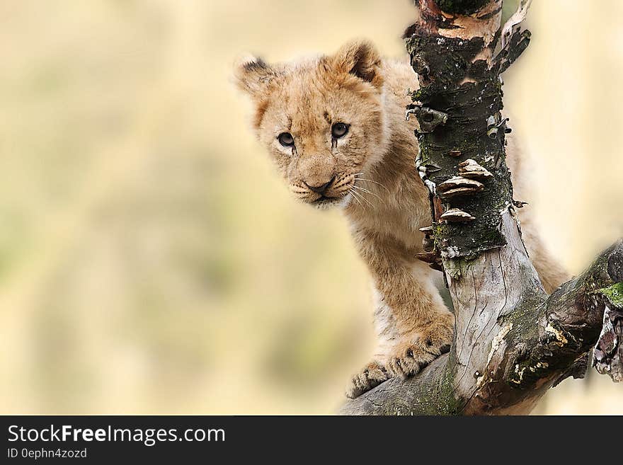 Brown Tiger on Grey Tree Branch