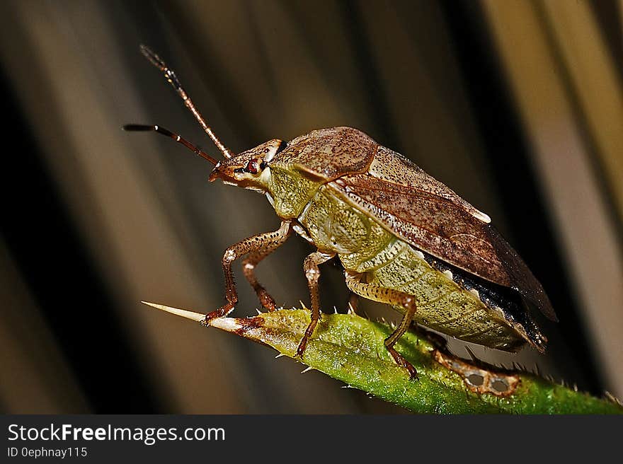 Green Leaf Insect