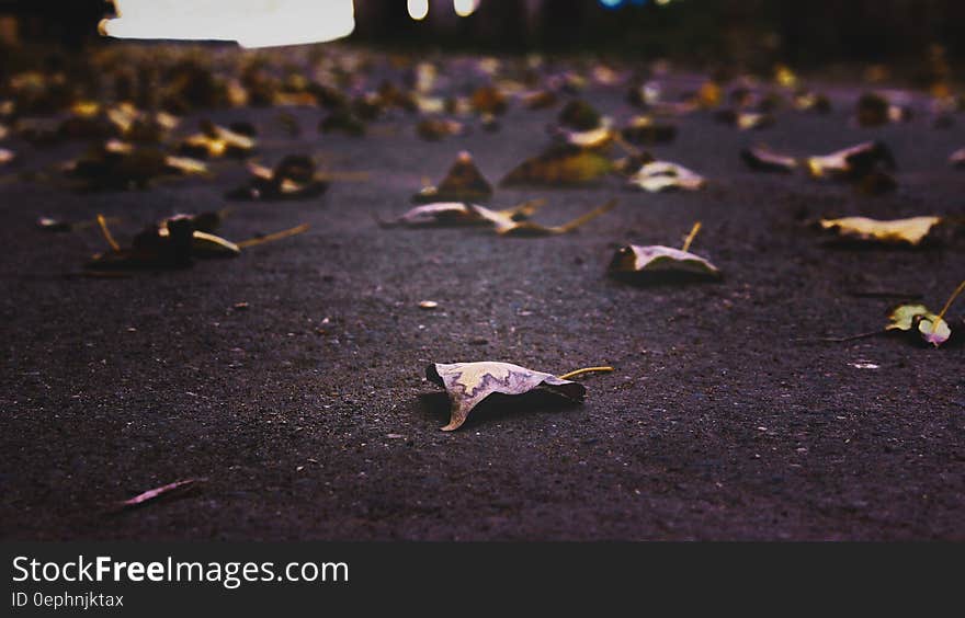 Close up of dry fallen autumn leaves on pavement.