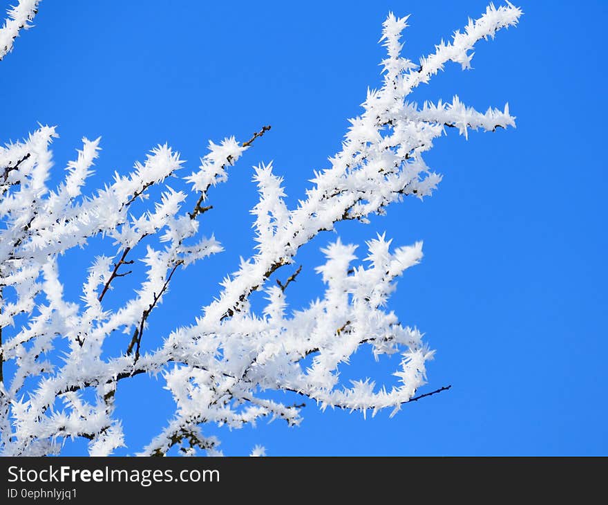 Blossom Tree Photo