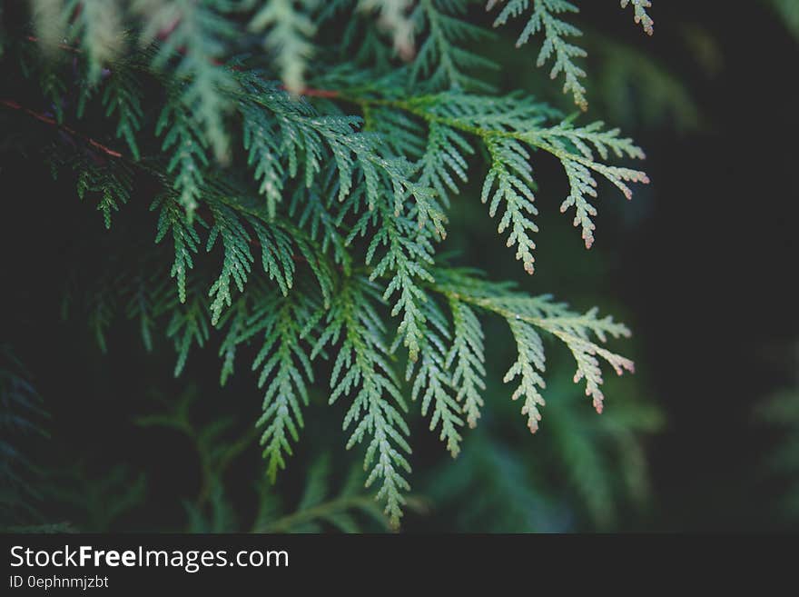 Close up of branches on green fern in sunny outdoors. Close up of branches on green fern in sunny outdoors.