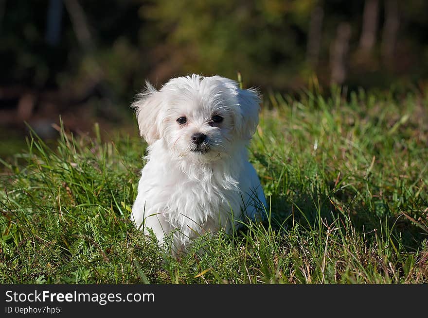 White Long Coated Dog on Grassland