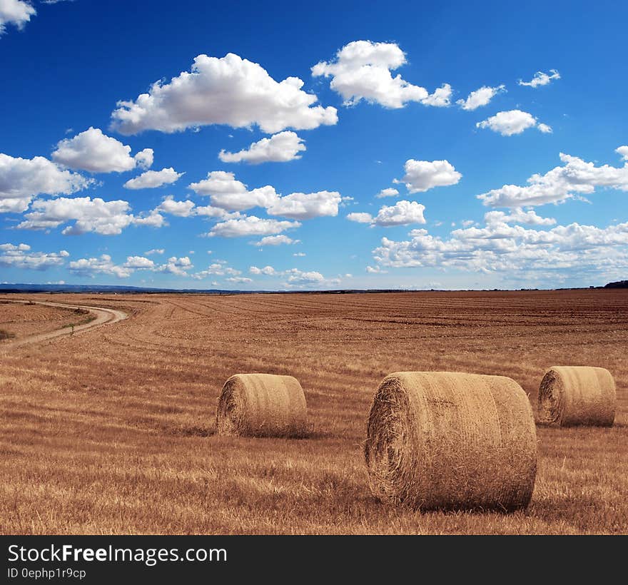 Brown Grass Under Clear Blue Sky Under during Time