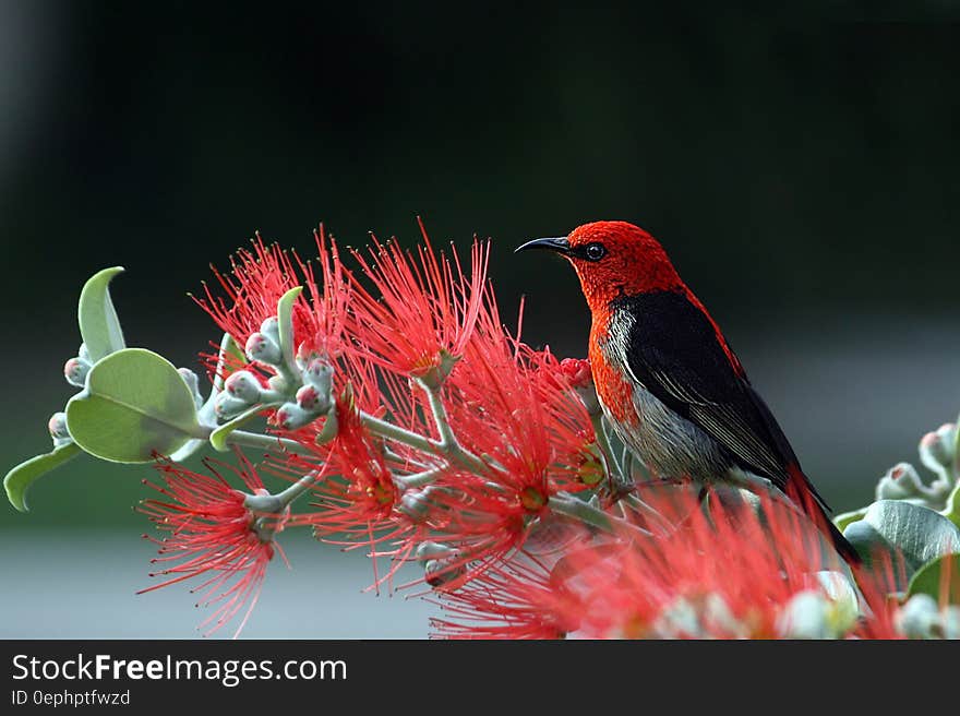 Close up of scarlet and black honeyeater bird perched on flowering branch.